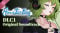 Touhou Hero of Ice Fairy Rose Idol Update v20250507-TENOKE