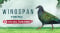 Wingspan Bird Pack Additional Asian Avians Update v1 8 1177-TENOKE