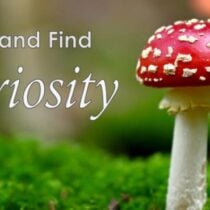 Look and Find – Curiosity