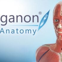 3D Organon VR Anatomy