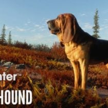 theHunter Call of the Wild Bloodhound-CODEX