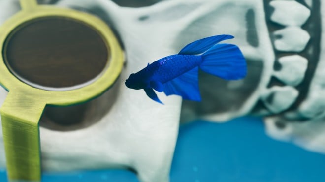 Fish Game Betta Fish Pack 1 PC Crack