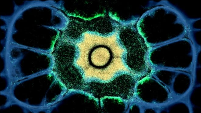 PHYSARUM: Slime Mold Simulator Torrent Download PHYSARUM: Slime Mold Simulator Torrent Download