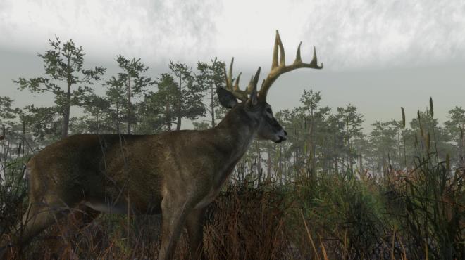 Deer Hunting Camp Torrent Download