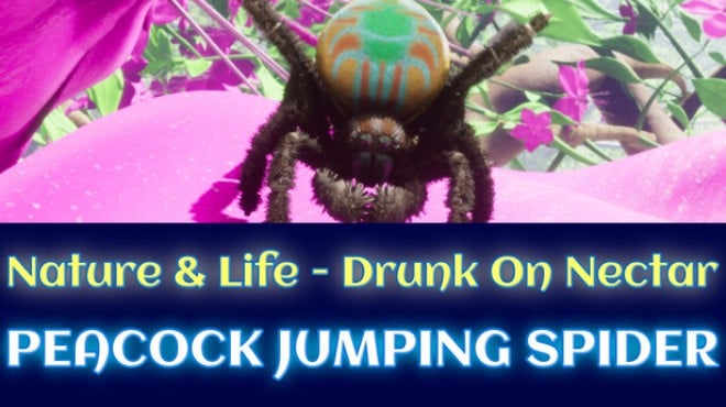 Nature And Life Drunk On Nectar Peacock Jumping Spider Free Download Nature And Life Drunk On Nectar Peacock Jumping Spider Free Download